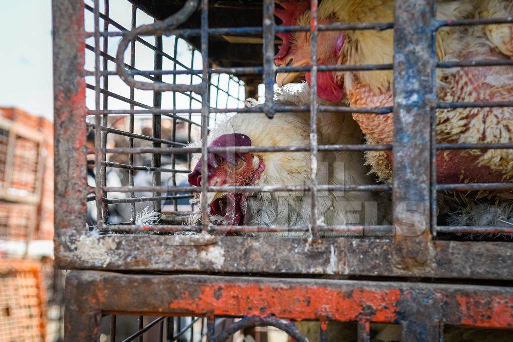 Sick or ill Indian broiler chickens packed into small dirty cages or crates at Ghazipur murga mandi, Ghazipur, Delhi, India, 2022