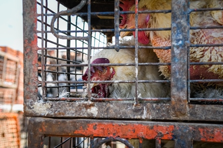 Sick or ill Indian broiler chickens packed into small dirty cages or crates at Ghazipur murga mandi, Ghazipur, Delhi, India, 2022