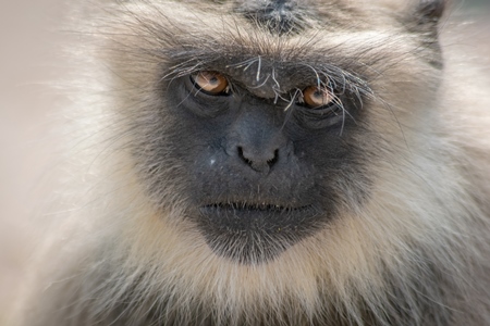 Face of Indian gray or hanuman langur monkeys in Mandore Gardens in the city of Jodhpur in Rajasthan in India, 2017