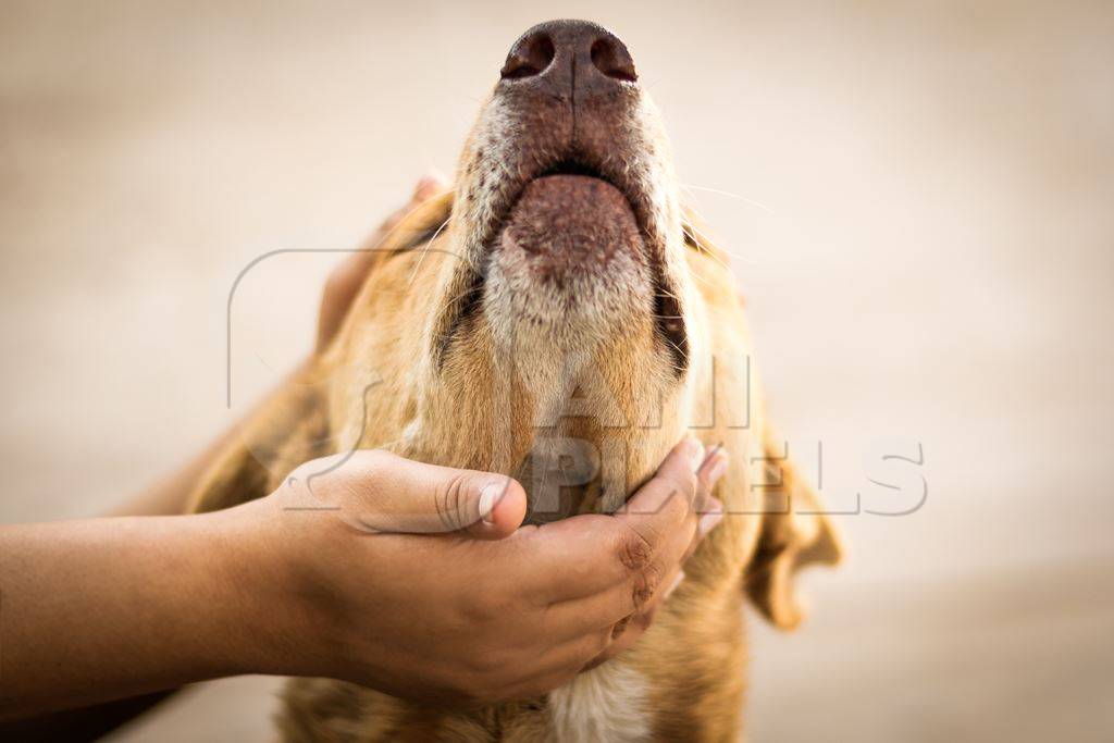 Volunteer animal rescuer girl caring for a brown street dog in a city