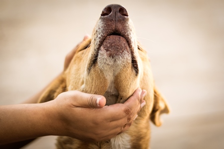 Volunteer animal rescuer girl caring for a brown street dog in a city