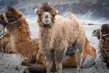 Baby bactrian camel and in the background camels harnessed ready for tourist animal rides at Pangong Lake in Ladakh