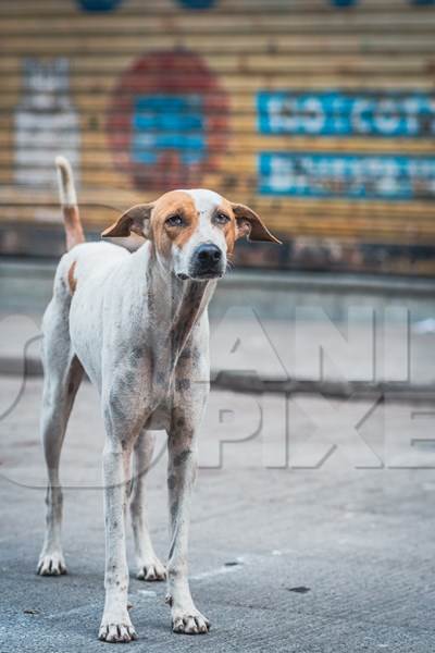 Indian stray or street pariah dog on road in urban city of Pune, Maharashtra, India, 2021