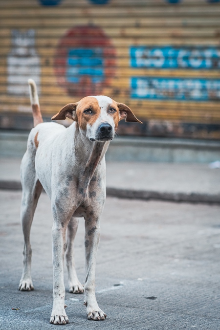 Indian stray or street pariah dog on road in urban city of Pune, Maharashtra, India, 2021