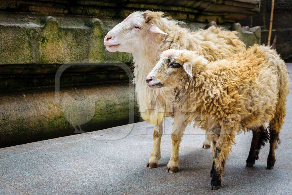 Sheep saved from religious sacrifice at Kamakhya temple in Guwahati in Assam
