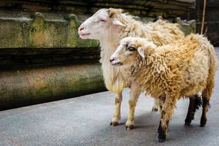 Sheep saved from religious sacrifice at Kamakhya temple in Guwahati in Assam