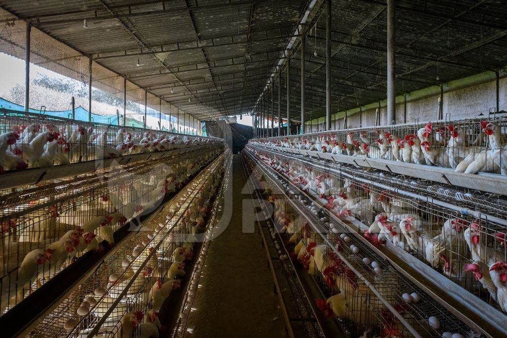 Indian chickens or layer hens in battery cages on an egg farm on the outskirts of Ajmer, Rajasthan, India, 2022