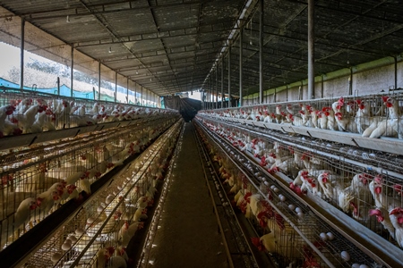 Indian chickens or layer hens in battery cages on an egg farm on the outskirts of Ajmer, Rajasthan, India, 2022