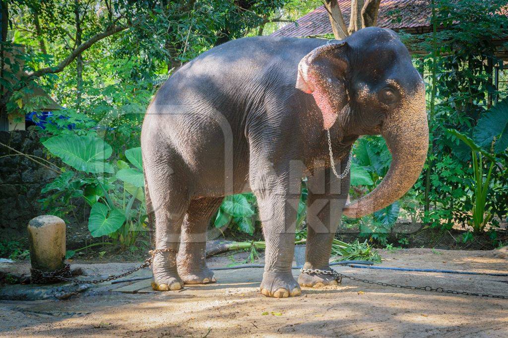 Elephants chained up at Punnathur Kota elephant camp near Guruvayur temple, used for temples and religious festivals