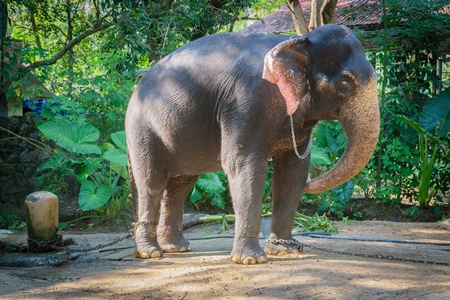 Elephants chained up at Punnathur Kota elephant camp near Guruvayur temple, used for temples and religious festivals