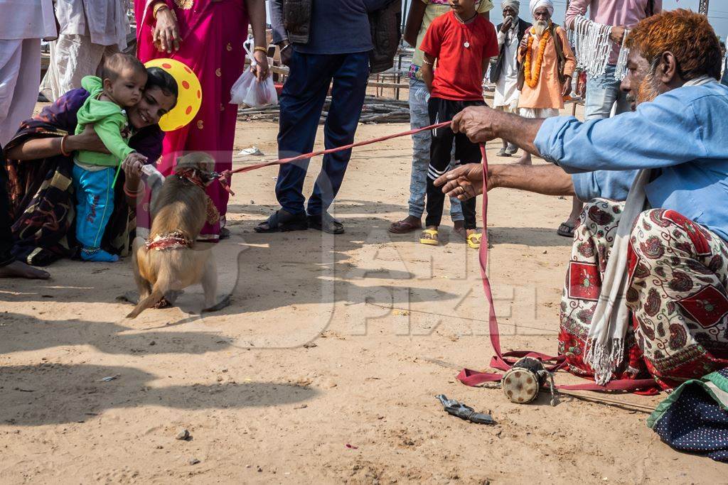Man with dancing macaque monkeys  illegal performing for entertainment and begging for money for spectators at Pushkar camel fair in Rajasthan