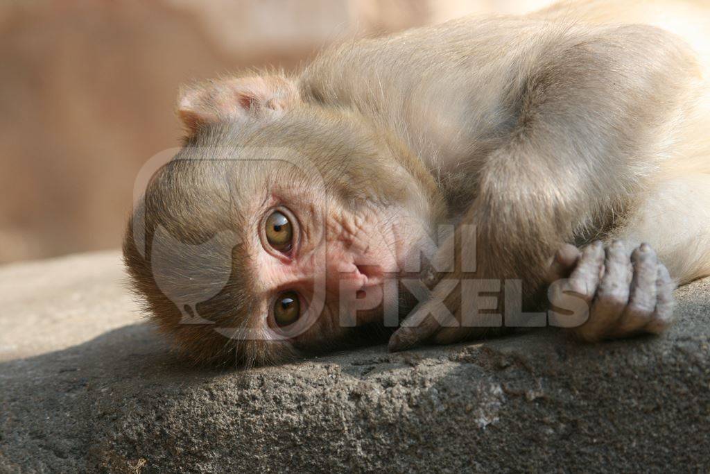 Baby macaque monkey lying on top of wall