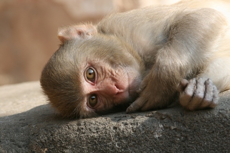 Baby macaque monkey lying on top of wall