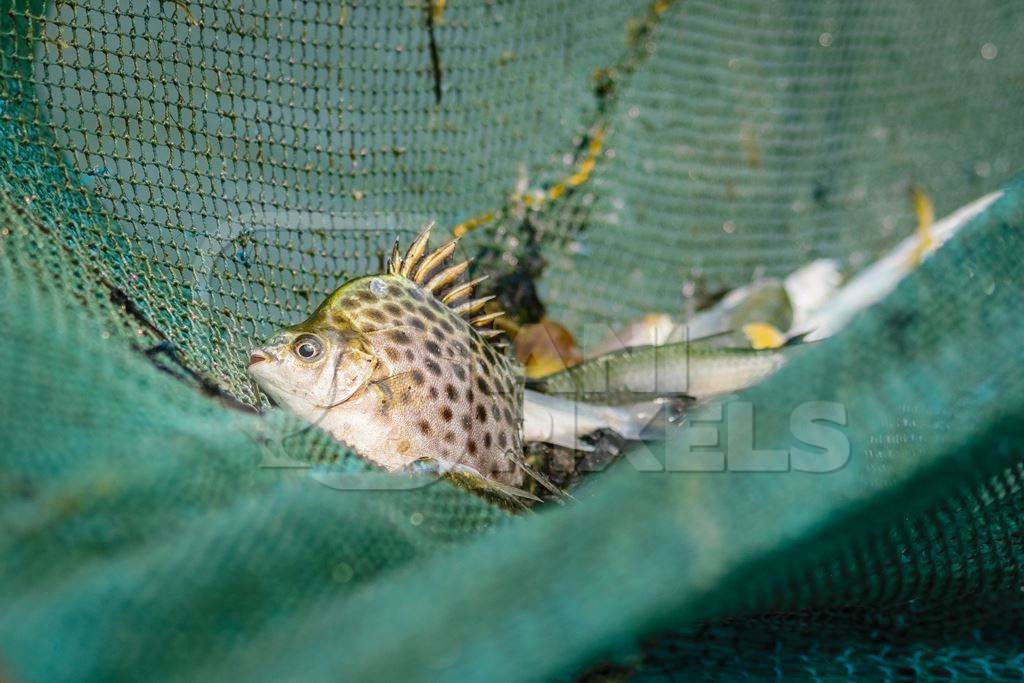 Fish in fishing net at the Kochi fishing harbour