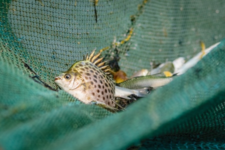 Fish in fishing net at the Kochi fishing harbour