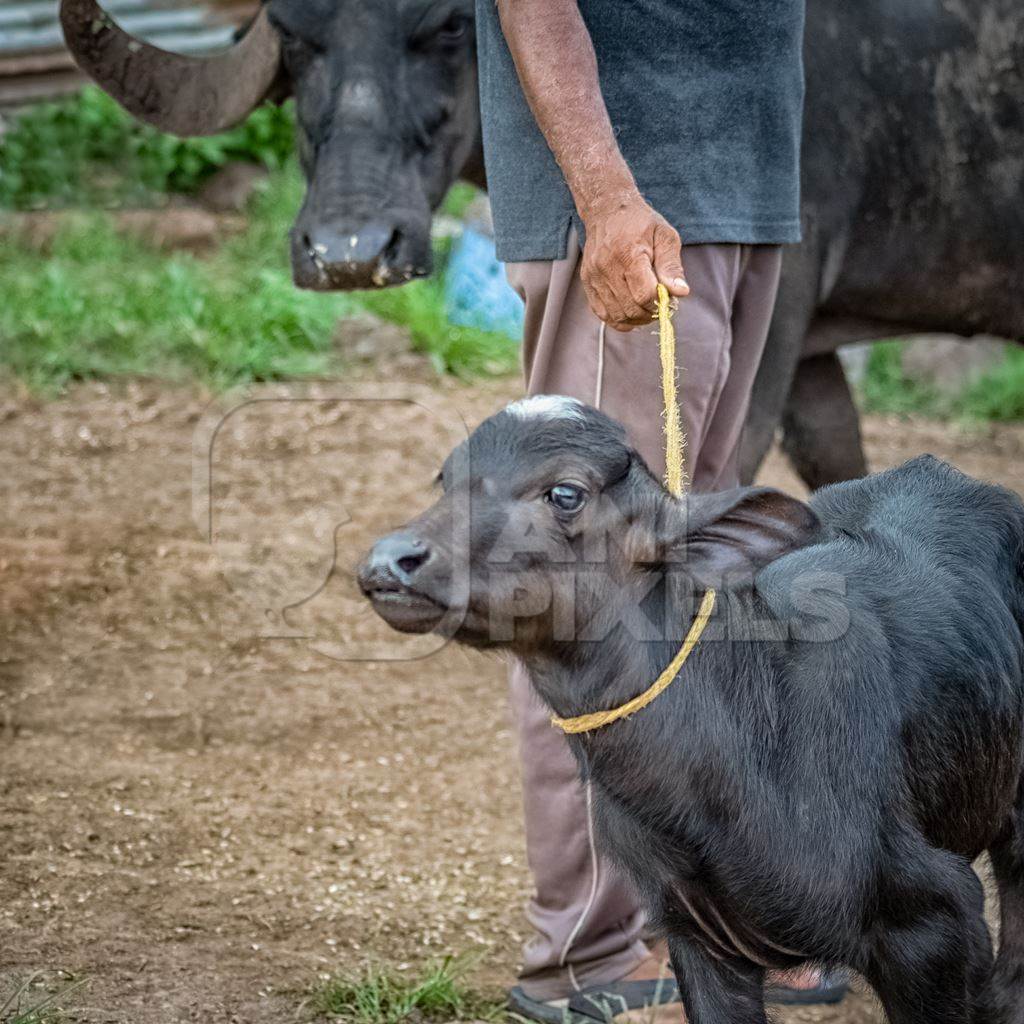 Small buffalo calf with rope round neck held by farmer on urban dairy farm