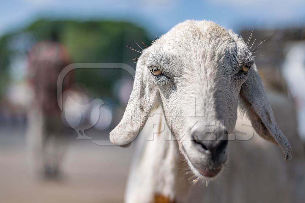 White goat outside mutton shop in an urban city