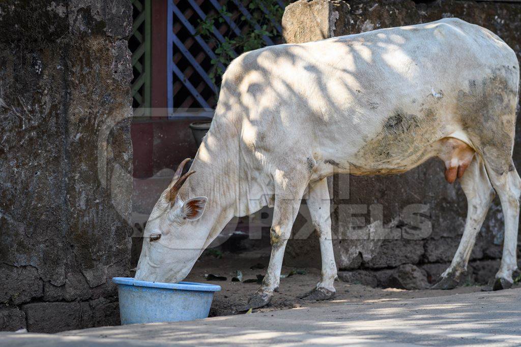 Indian street cows drinking water from a bowl in the village of Malvan, Maharashtra, India, 2022