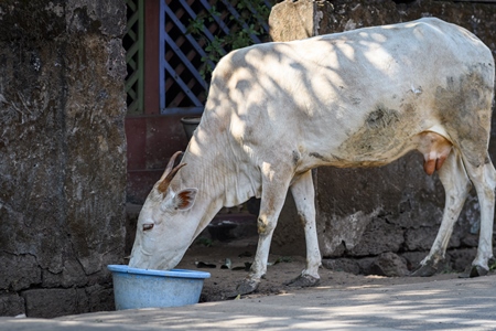 Indian street cows drinking water from a bowl in the village of Malvan, Maharashtra, India, 2022