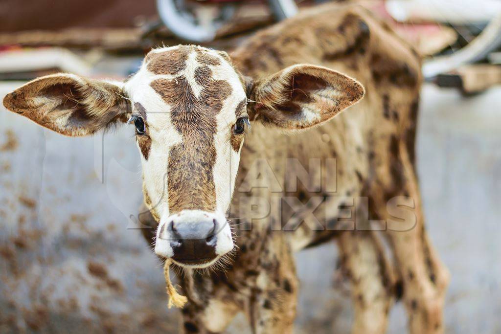 Dairy calf in a urban dairy