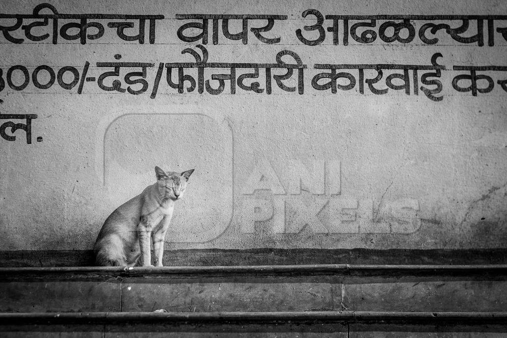 Indian street or stray cat outside fish market in Maharashtra, India