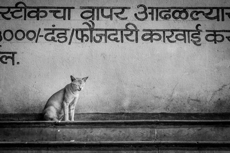 Indian street or stray cat outside fish market in Maharashtra, India