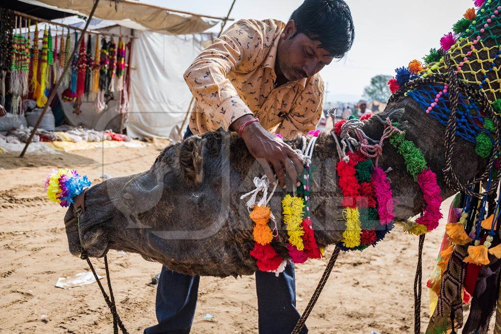 Camel owner decorating Indian camel with colourful necklaces at Pushkar camel fair in Rajasthan, India, 2019