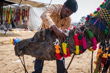 Camel owner decorating Indian camel with colourful necklaces at Pushkar camel fair in Rajasthan, India, 2019