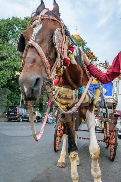 Carriage horse in harness used for tourist rides