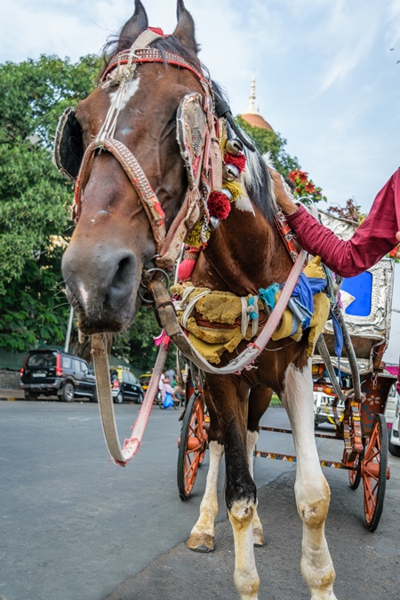 Carriage horse in harness used for tourist rides