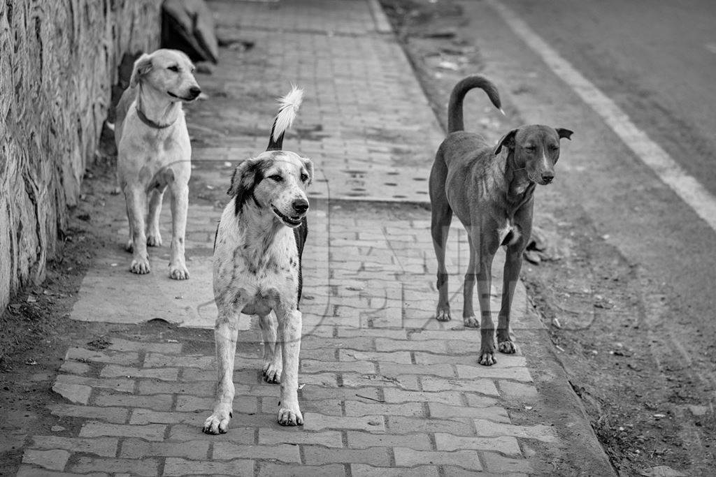 Stray street dogs on pavement on street in urban city in Maharashtra