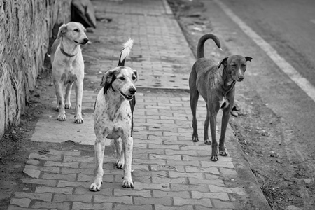 Stray street dogs on pavement on street in urban city in Maharashtra