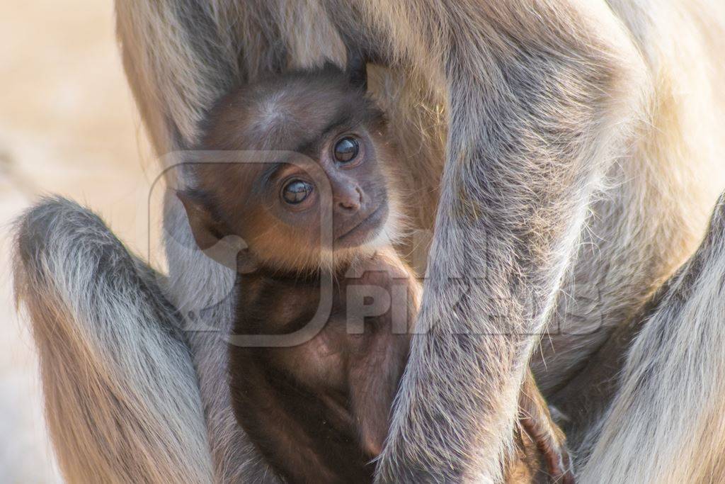 Indian gray or hanuman langur monkey mother with small cute baby langur in Mandore Gardens in the city of Jodhpur in Rajasthan in India