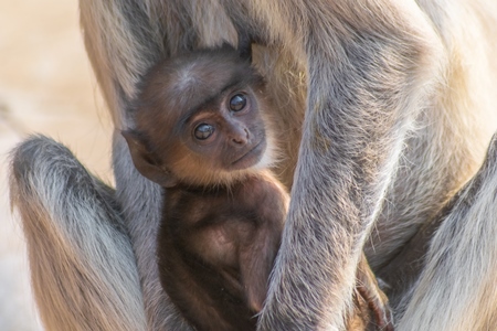 Indian gray or hanuman langur monkey mother with small cute baby langur in Mandore Gardens in the city of Jodhpur in Rajasthan in India