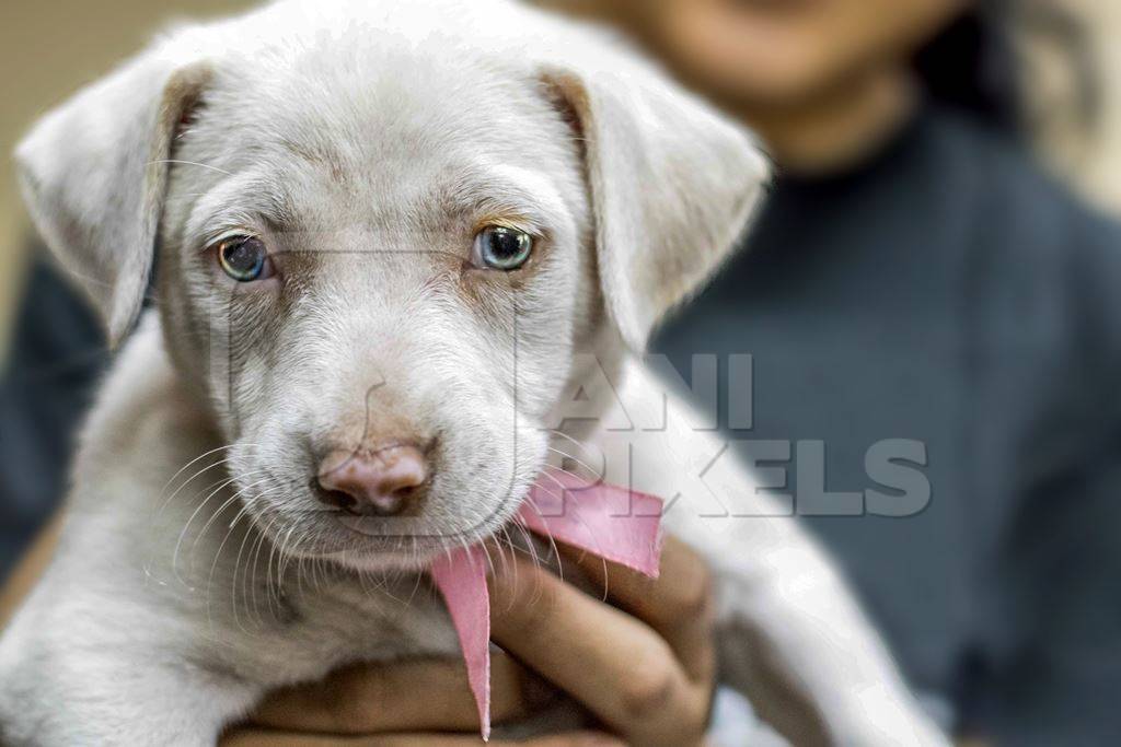 Homeless cute white Indian street puppy dog for adoption