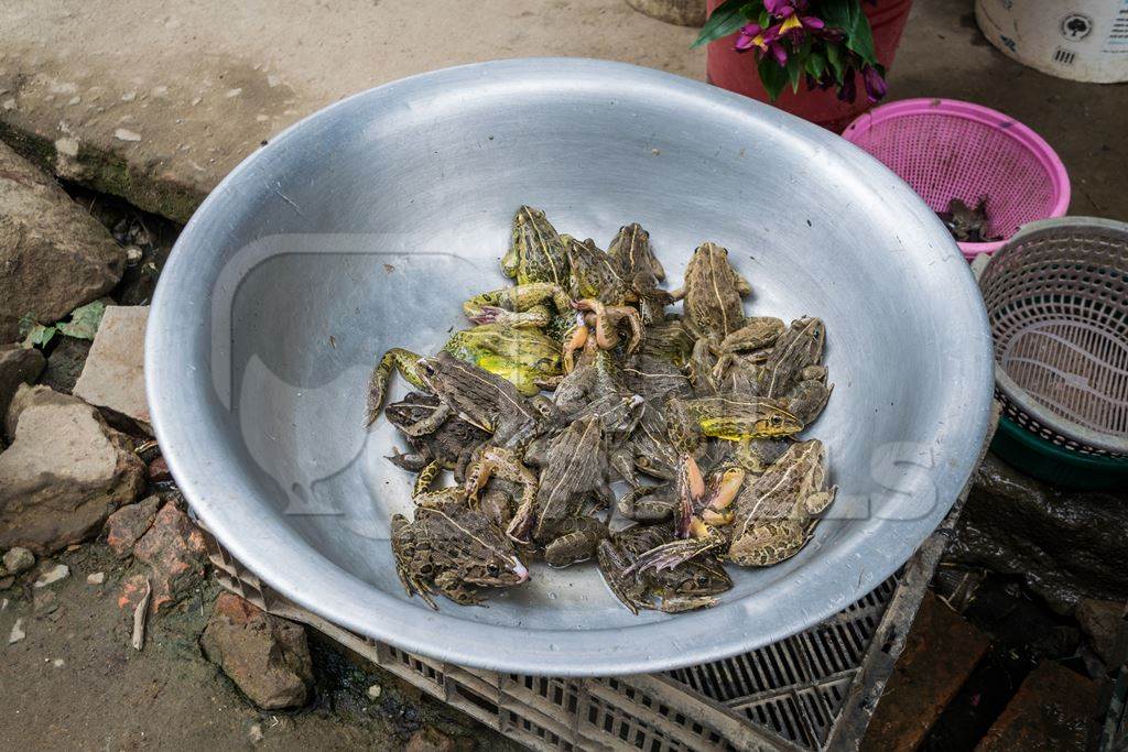 Frogs in bowls on sale at an exotic market