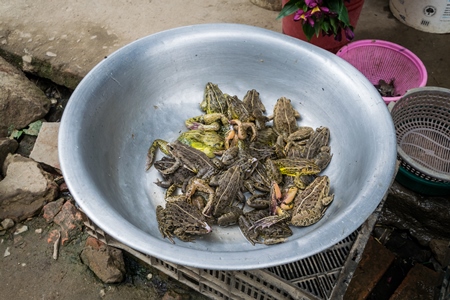 Frogs in bowls on sale at an exotic market