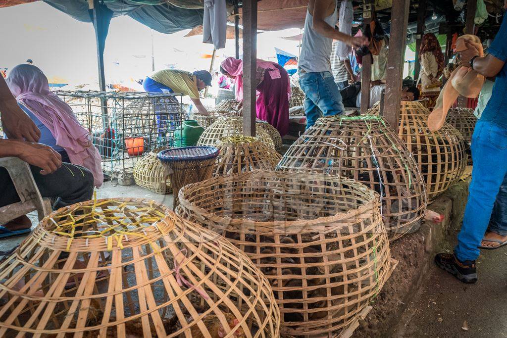 Chickens on sale in bamboo baskets at an animal market