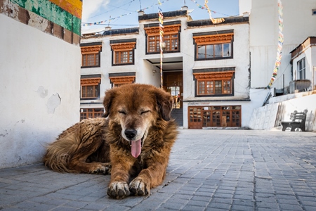 Fluffy stray dog at a monastery in Ladakh, in the Himalayan mountains