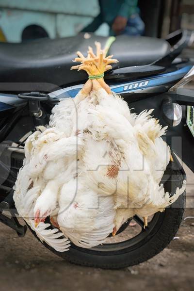 Bunch of broiler chickens tied upside down on a motorbike in an urban city