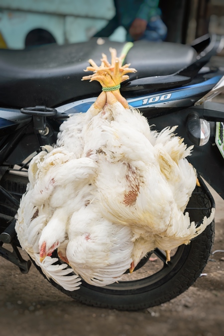 Bunch of broiler chickens tied upside down on a motorbike in an urban city