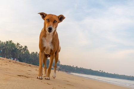 Orange Indian stray or street dog on beach with blue sky background in Maharashtra, India