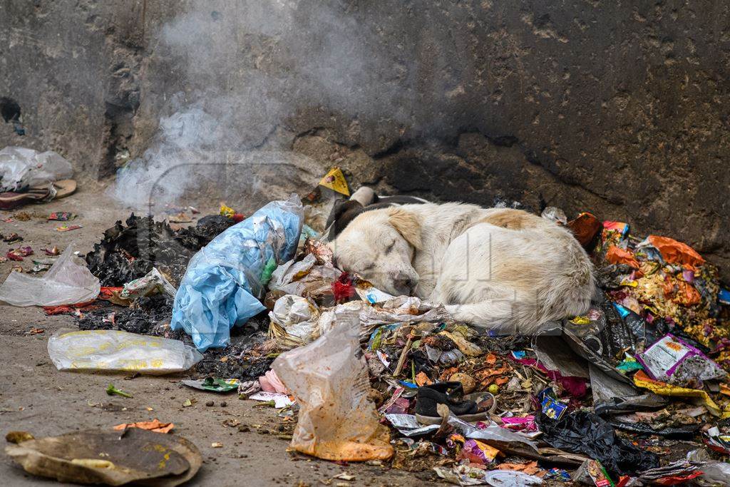 Indian street dog sleeping on dirty garbage pile in the urban city of Jodhpur, Rajasthan, India, 2022