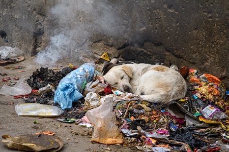 Indian street dog sleeping on dirty garbage pile in the urban city of Jodhpur, Rajasthan, India, 2022