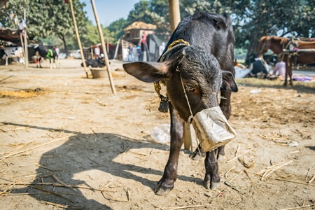 Small baby buffalo calf with mouthblock on to prevent calf suckling their mother