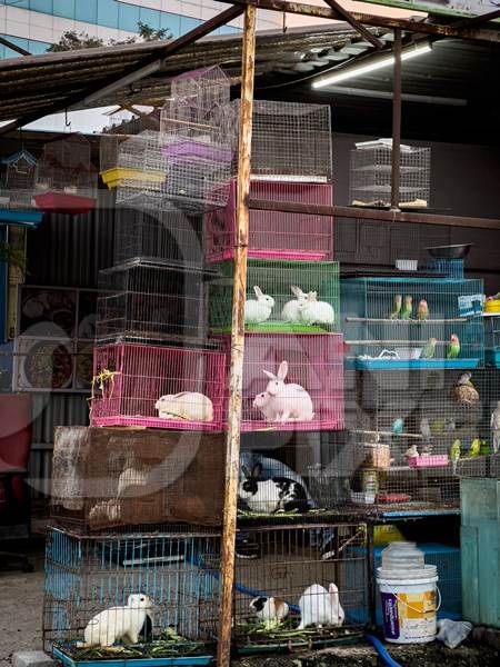 Animals including cats, birds and rabbits on sale as pets in cages at a pet shop in Pune, Maharashtra, India, 2021