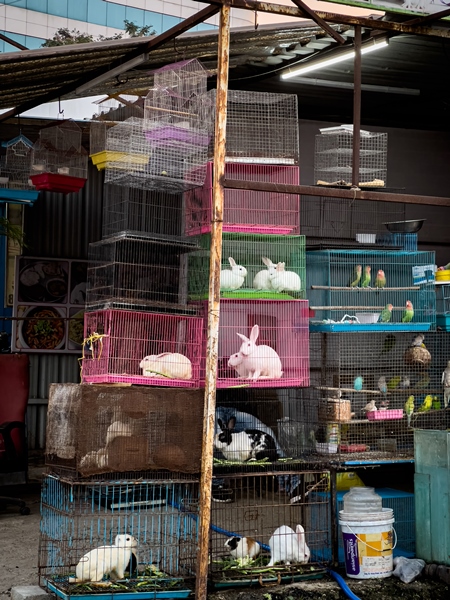 Animals including cats, birds and rabbits on sale as pets in cages at a pet shop in Pune, Maharashtra, India, 2021