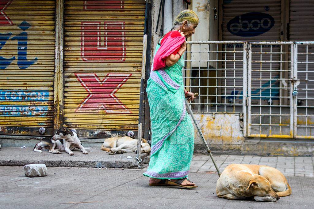 Senior lady walking past Indian stray or street pariah dogs on road in urban city of Pune, Maharashtra, India, 2021