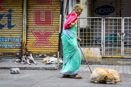 Senior lady walking past Indian stray or street pariah dogs on road in urban city of Pune, Maharashtra, India, 2021