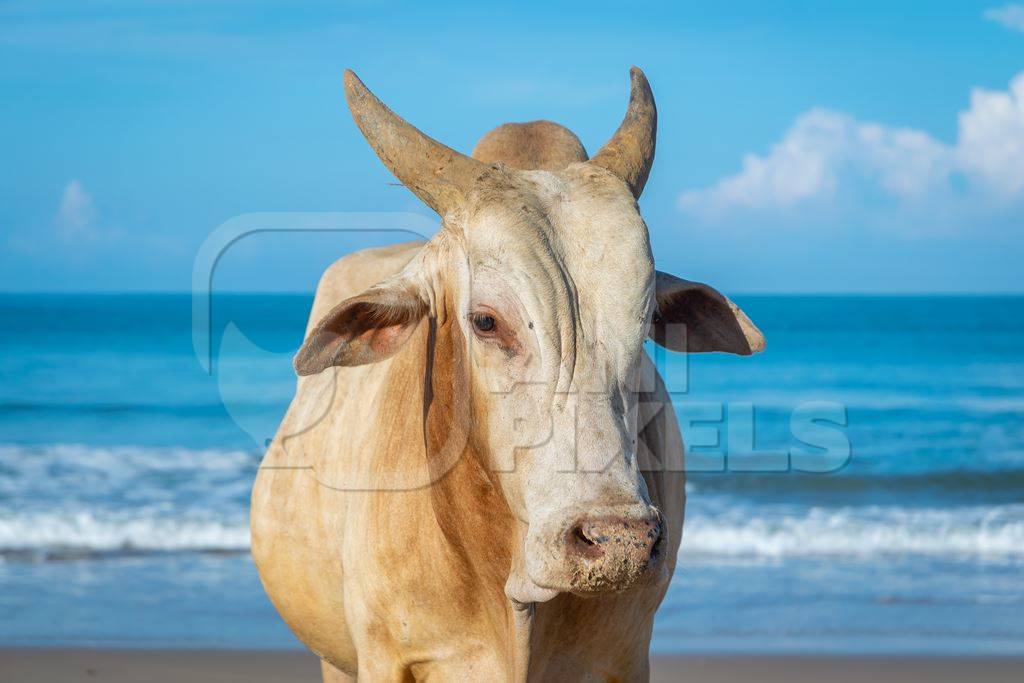 Cow on the beach in Goa, India